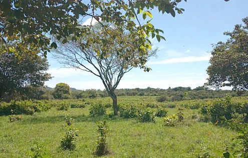 Farm for sale of 97,500 M2, in Calobre, Veraguas