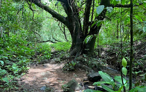 4 hectares for sale near Las Lajas Beach