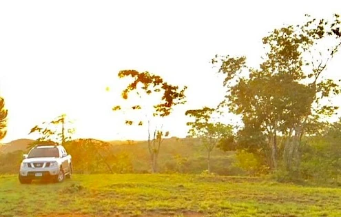 FOREST LAND FOR FARM AND CATTLE 84 acres