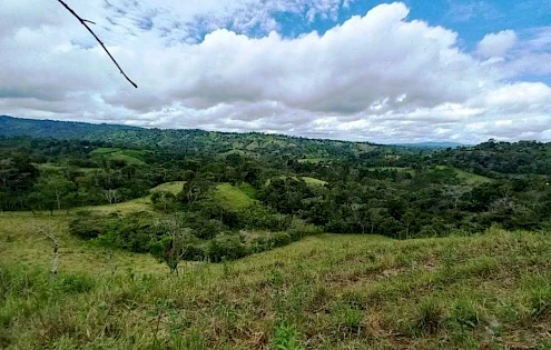 Finca en Producción Ubicada en Renacimiento