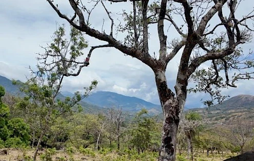 Beautiful 27HA estate for sale in Caldera, Boquete