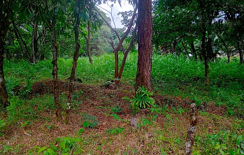 Road Front Lot in Jaramillo