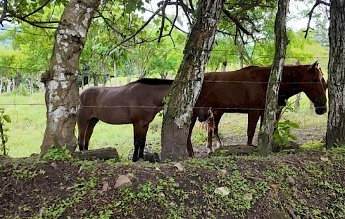 Finca de agroturismo de 72 ha cerca a Frontera Panamá–Costa Rica